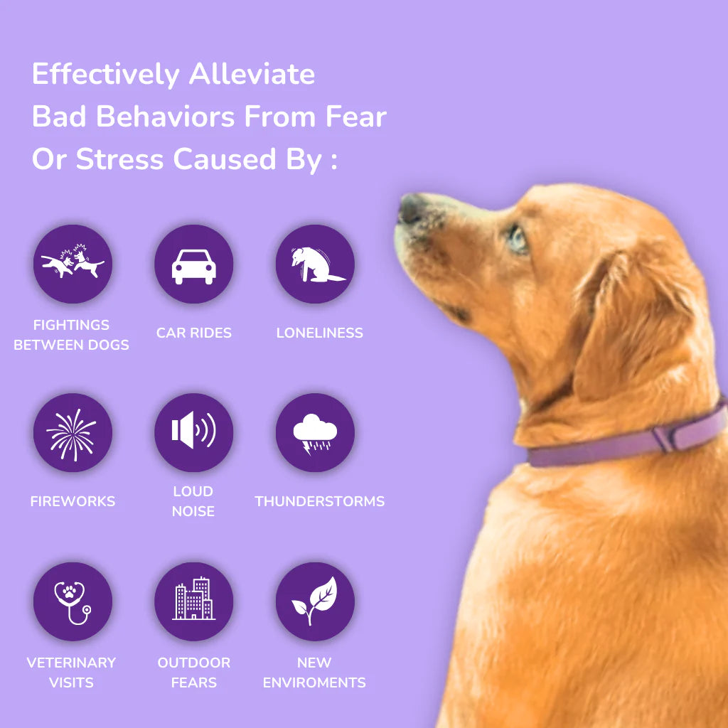 Pawsitive Calm™ | 60-Day Natural Comfort Collar for Dogs