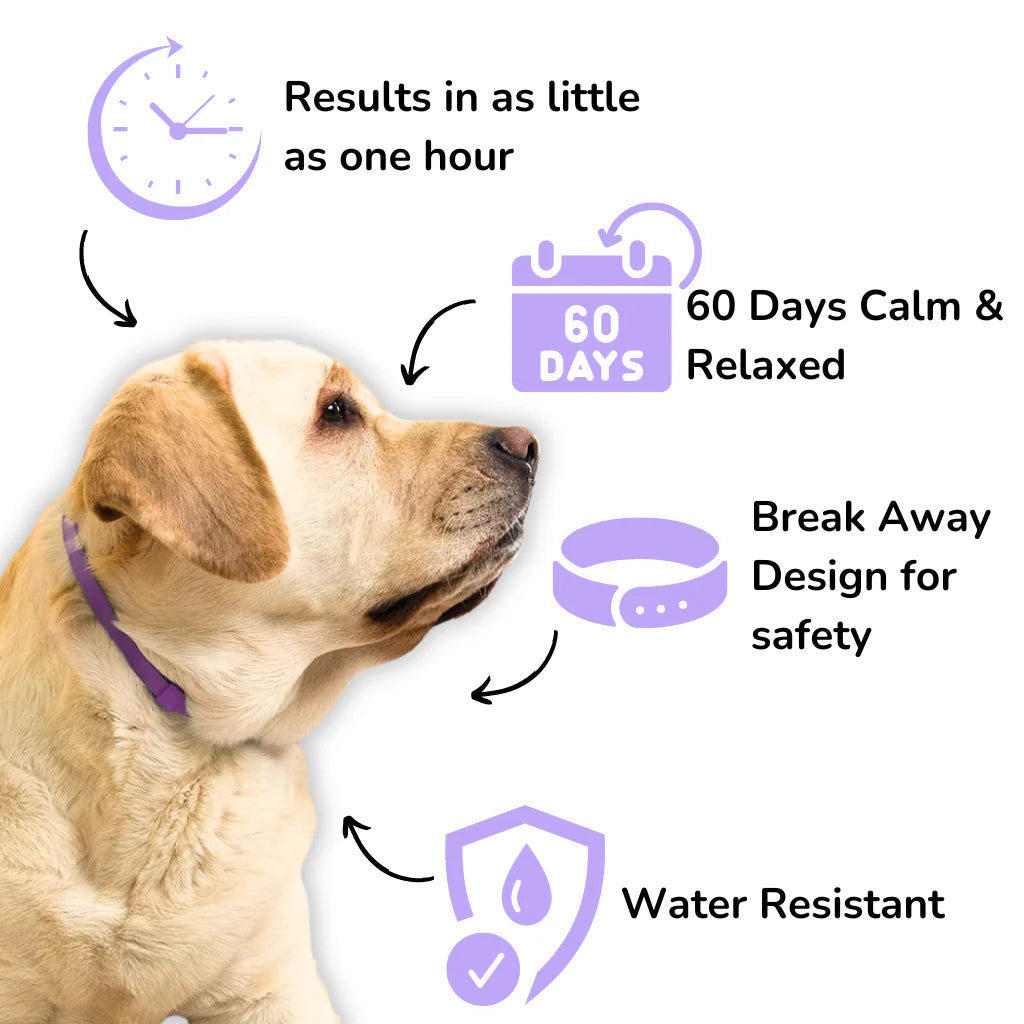 Pawsitive Calm™ | 60-Day Natural Comfort Collar for Dogs